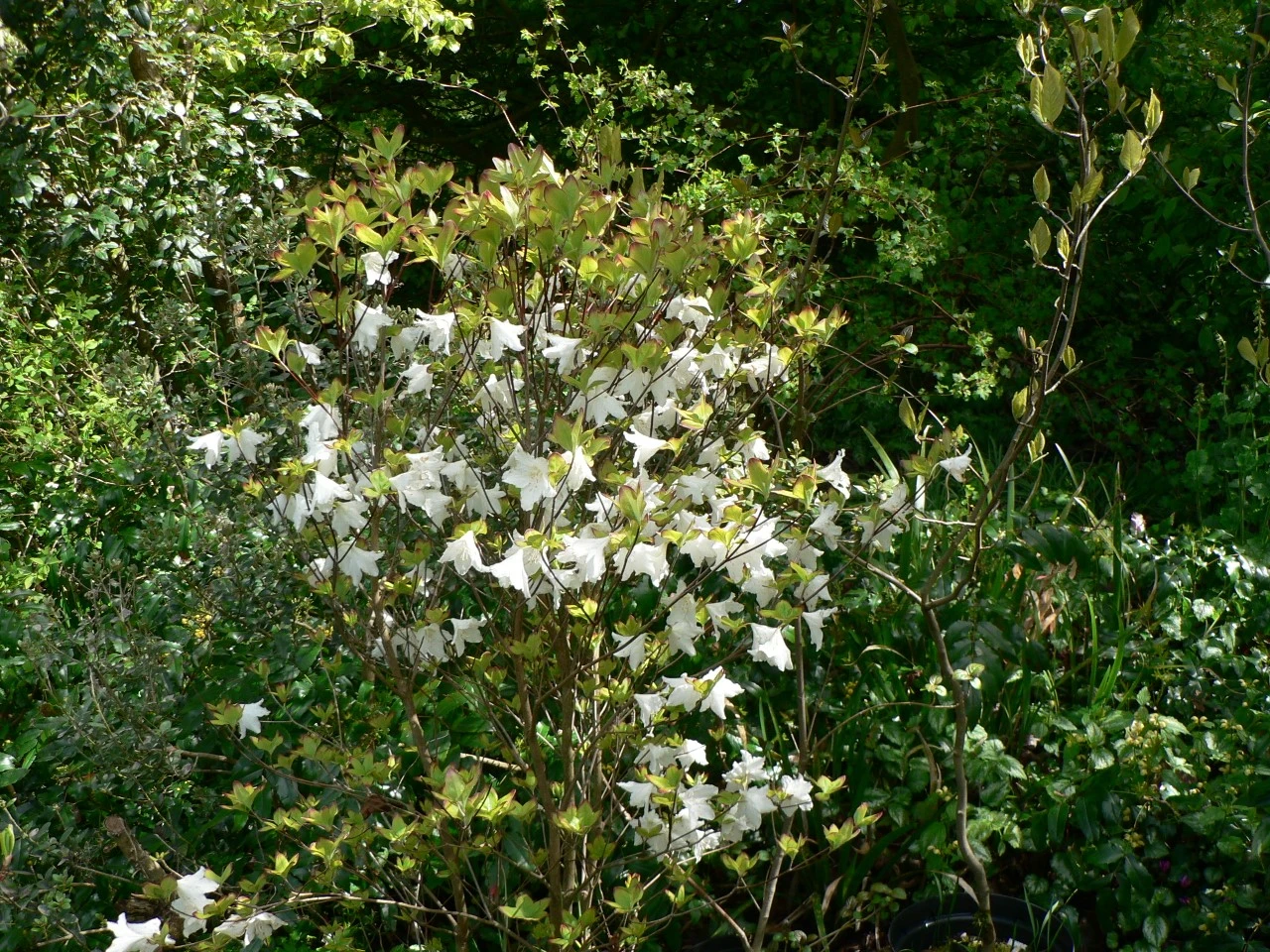 R. quinquefolium